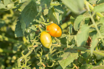 fresh little tomato on tree in the garden at thailand