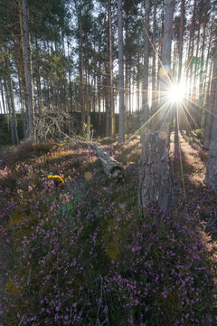 Heidekraut (Erica) in voller Bl&uuml;te mit Sonnenstern
