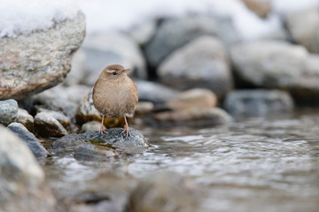 Zaunkönig (Troglodytes troglodytes) sitzt auf Stein in winterlichem Bach