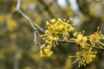 Cornelian Cherry Flowers in Bloom in Winter