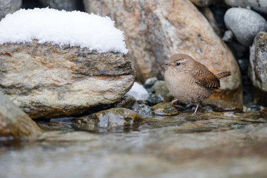 Zaunk&ouml;nig (Troglodytes troglodytes) sitzt auf Stein in winterlichem Bach