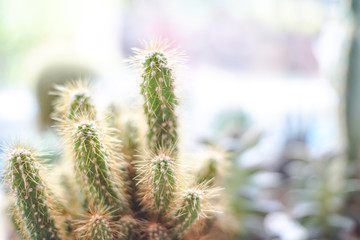 Mini cactus background. Echinopsis cactus/Cylindropuntia fulgida (Engelm.) F.M.Knuth/Mammillaria elongata /Lobivia/CACTACEAE