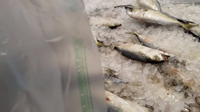 Buying fresh fish mackerel displayed from fish supermarket
