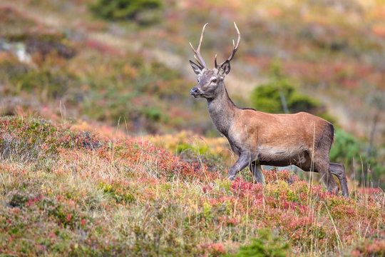 junger Rothirsch (Cervus elaphus) in herbstlicher Berglanschaft
