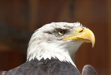 weißkopfseeadler