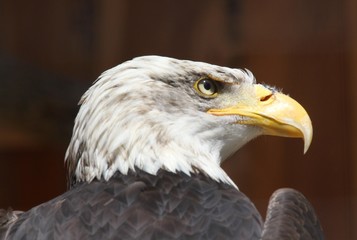 weißkopfseeadler