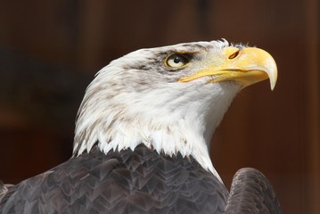 weißkopfseeadler