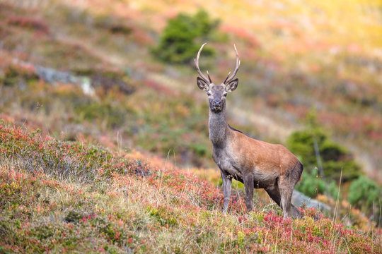 junger Rothirsch (Cervus elaphus) in herbstlicher Berglanschaft