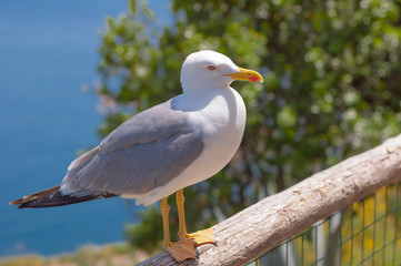 Seagull sits on wooden railing