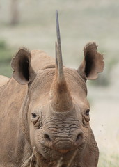 Black Rhino © KPM