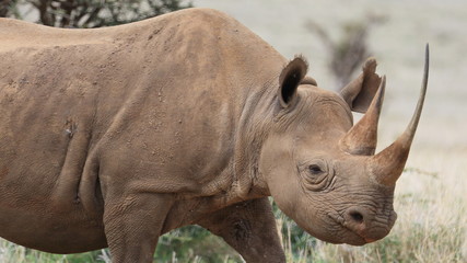 Fototapeta premium Black Rhino