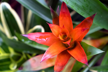 plant is a Guzmania closeup. Bright ornamental plant
