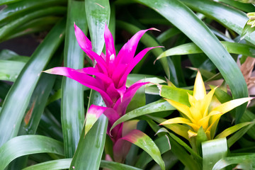 plant is a Guzmania closeup. Bright ornamental plant