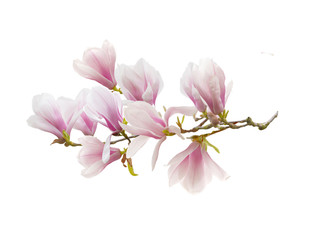 Naklejka na ściany i meble Blooming magnolia flower isolated on white background.