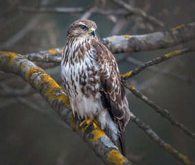 Bussard am Baum