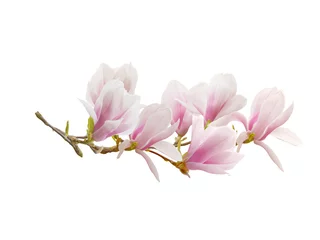 Schilderijen op glas Blooming magnolia flower isolated on white background. © swisty242