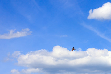 Obraz na płótnie Canvas Eurasian oystercatcher, Haematopus ostralegus, flies in blue cloudy sky