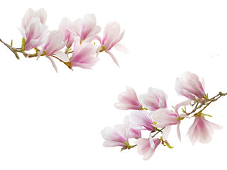 Naklejka na ściany i meble Blooming magnolia flower isolated on white background.