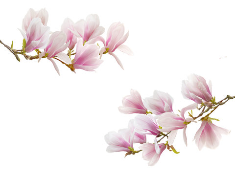 Blooming magnolia flower isolated on white background.