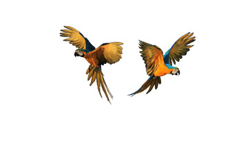 Two macaw parrot flying, white background