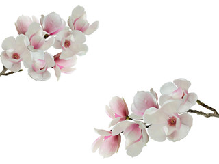 Fototapeta na wymiar Blooming magnolia flower isolated on white background.