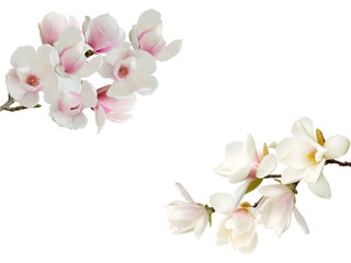 Obraz na płótnie Canvas Blooming magnolia flower isolated on white background.