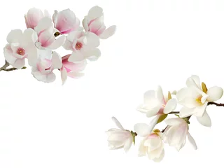 Poster Blooming magnolia flower isolated on white background. © swisty242
