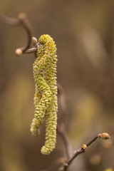 Kätzchen einer Korkenzieherhasel (Corylus avellana) im Frühjahr