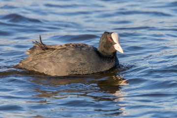 Coot swimming (Fulica atra) Close up Eurasian Coot
