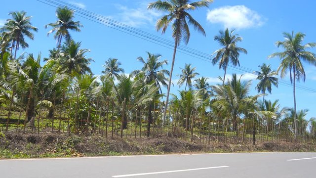 Young couple riding a scooter along asphalt road in tropical country. Pair of backpackers driving on moped during summer vacation or travel. Beautiful scenic of palm trees at background. Close up