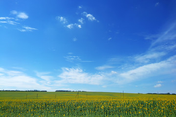 field of sunflowers and blue sky on sunny day
