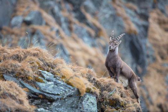 Alpensteinbock (capra ibex) in seinem nat&uuml;rlichem Umfeld. In den Stubaier Alpen aufgenommen 