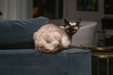 Beautiful Devon Rex cat (Blu Point type) In the home interior. Selective focus, bokeh