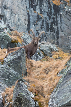 Alpensteinbock (capra ibex) in seinem natürlichem Umfeld. In den Stubaier Alpen aufgenommen 