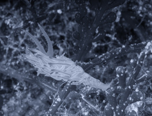 Flabellina affinis, Mediterranean underwater life