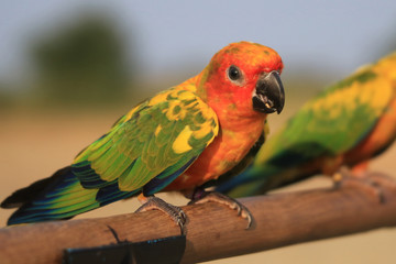 One small parrot is on the perch.