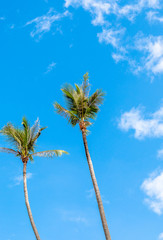 Looking up at Palm trees on Ao Nang beach,Thailand. February 2019.