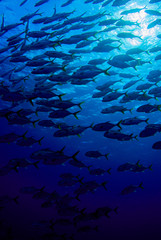 A shot of a school of fish swimming in the ocean. As the camera was angled upwards the image contains a background created by the sky. The photo was taken in the Caribbean sea from Grand Cayman