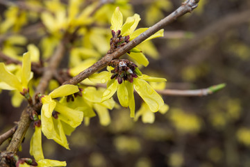 Forsythia Flowers in Bloom in Winter