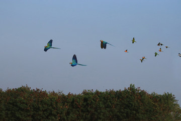 Macaw parrots and many parrots fly beautifully in groups.