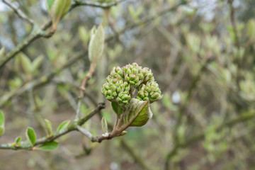 Fragrant Snowball Flower Buds in Winter