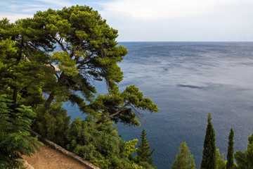 Fototapeta na wymiar Dubrovnik seaside, pine trees, Croatia