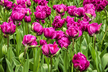 Tulip purple flowers, Holland, Kukenhof park, Netherlands
