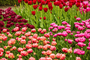 Tulip garden flowerspink and red, Holland, Kukenhof park, Netherlands