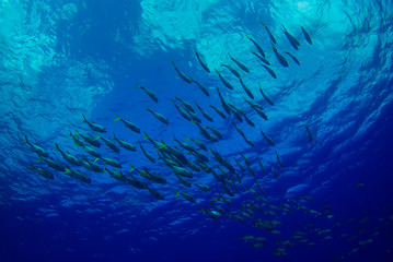 A shot of a school of fish swimming in the ocean. As the camera was angled upwards the image contains a background created by the sky. The photo was taken in the Caribbean sea from Grand Cayman