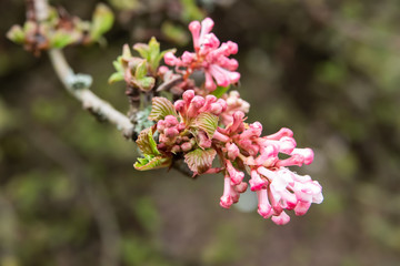 Fragrant Viburnum Flowers in Bloom in Winter