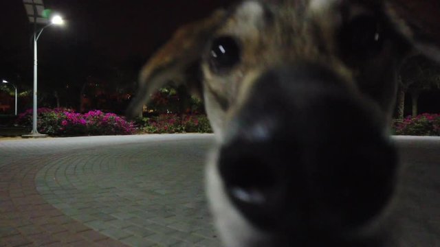 Husky and Saluki Sniffing and following the camera