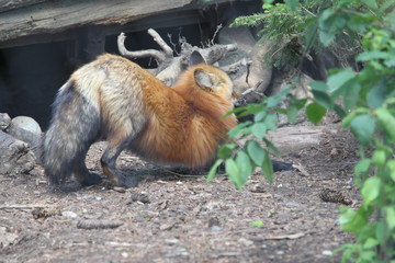 fuchs