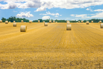 Fototapeta premium Hay harvest landscape 
