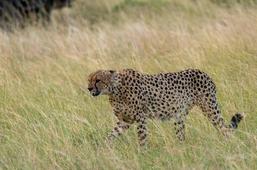 Naklejka premium Cheetahs from Five brothers coalition walking in the plains of Masai Mara national reserve during a wildlife safari